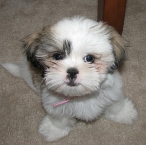 I have Male And Female shih tzu puppies that i am giving them out for adoption