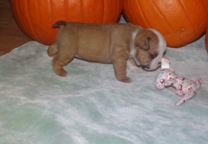 Well Cultured English Bulldog puppies for adoption.