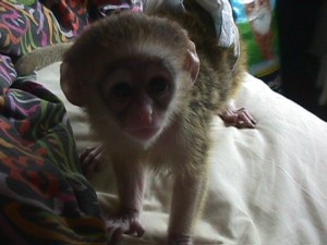 Amazing, friendly and affectionate babby capuchin monkey for sale.