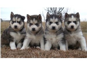 Lovely Siberian Husky puppies for adoption.