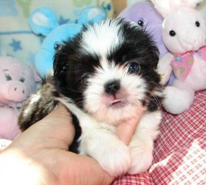 ACK Female shih tzu puppy for sale