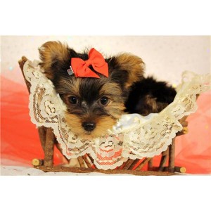 AKC Yorkie Puppies Available To Good Homes