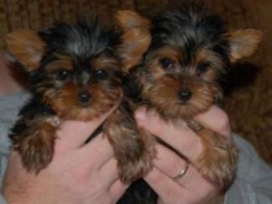 Male and Female Teacup Yorkie puppies for adoption