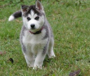 Cute And Adorable Siberian Husky Puppies