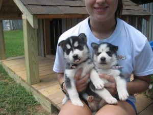 Adorable Siberian Husky Ready to Go