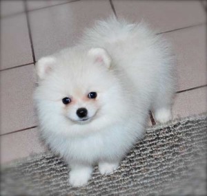 GORGEOUS POMERANIAN PUPPY FOR FREE ADOPTION