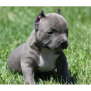 well train American pit bull for adoption