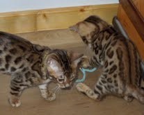 Registered Purebred Classic Savannah Kittens