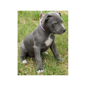 x-mas cute American pit bull for adoption contact us with phone number