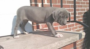 Blue Nose Female Pit Bull