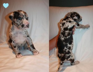 Pure Bred Great Dane