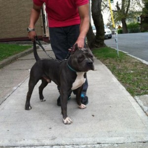 A nice and friendly Pitbull for Family