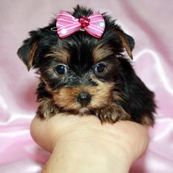 Cutest Teacup Puppies By Breeder Available