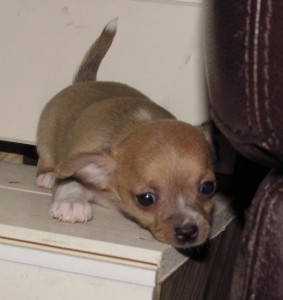 TINY PUREBRED CHIHUAHUA PUPPY READY TO GO