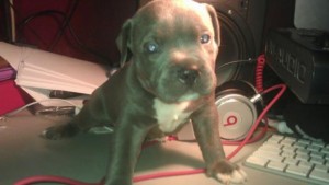 Block Head Blue Nose Pitbull Puppies