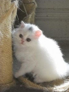 Persian Kitten for Sale