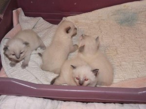 himalayan kittens