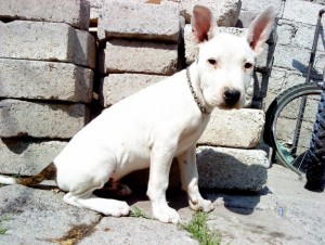 American Pitbull Terrier