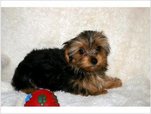 Tiny TeaCup Yorkie Puppies For Adoption