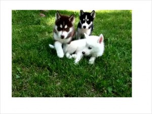 Beautiful Siberian Husky Puppies