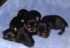 akc reg-yorkie-puppies for adoption