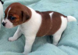 Charming Lovely Male And Female jack russell puppies For Sale Now Ready To Go Home.