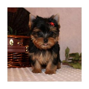 teacup yorkie puppies for xmass adoption