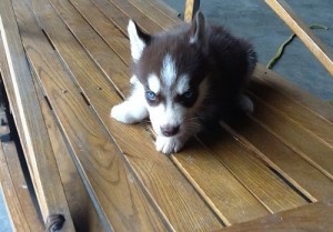 Cute Siberian Husky puppies for adoption.