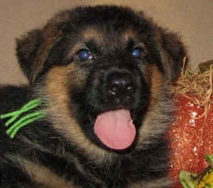 two affectionate German Shepherd puppies for Sale