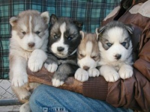 Blue eyes siberian husky puppies for re-homing