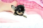 available teacup chihuahua puppy