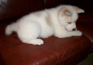 Siberian Husky puppies.