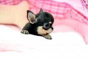 availabe teacup chihuahua puppy