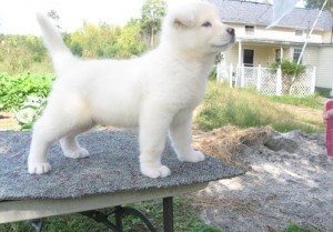 Top Home Trained Akita puppies for sale at affordable price