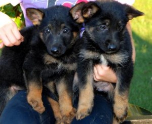 Ready now Beautiful litter of big chunky long coat German shepherd pups