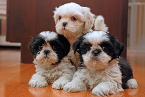 Shih-tzu  puppies for sale