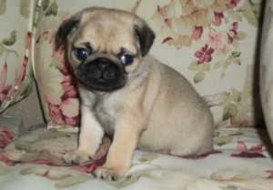 Affectionate Pug pups for sale 11 weeks old