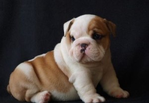 English Bulldog puppies are available for SALE to good home beautiful.