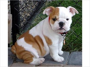 male and female English bulldog puppies looking for a new home