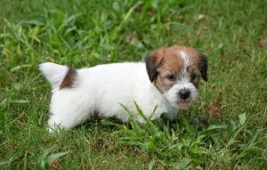 Fantastic home trained Jack Russell Terrier puppies