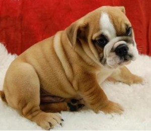 three beautiful English bulldog puppies