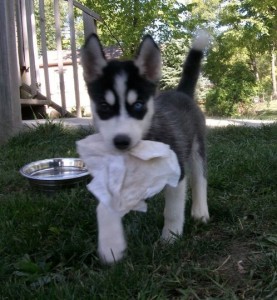 Top Home Trained Siberian Husky puppies for sale at affordable price