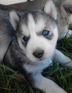 Male and Female Siberian Husky Puppies for sale