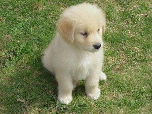 Nice looking Golden retriever puppies.