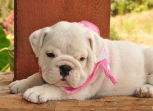 ADORABLE ENGLISH BULL DOG PUPS READY TO GO