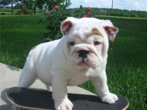 White English Bull Dog for adoption