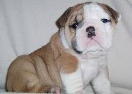 Three Charming English Bulldog Puppies for free adoption.