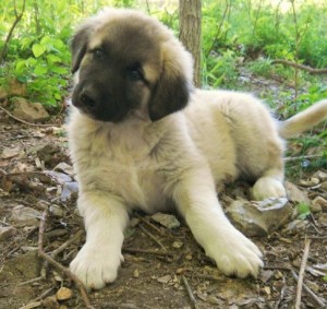 Cute Anatolian Shepherd puppies