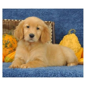 Golden Retriver puppies