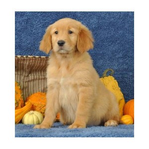 Golden Retriver puppies